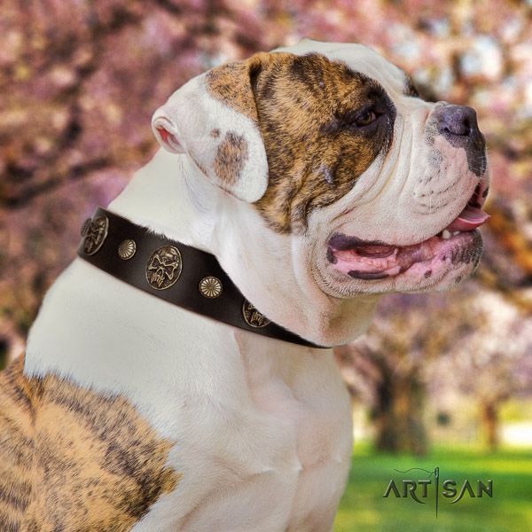 American Bulldog easy wearing full grain leather collar with decorations for your canine