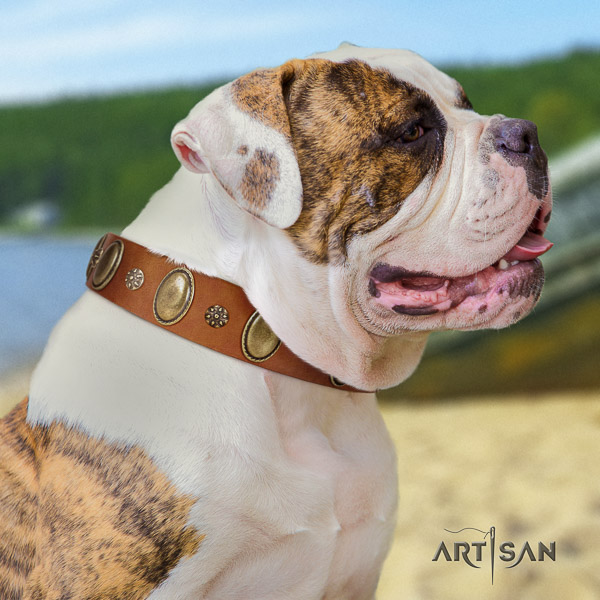 American Bulldog basic training genuine leather collar with adornments for your dog
