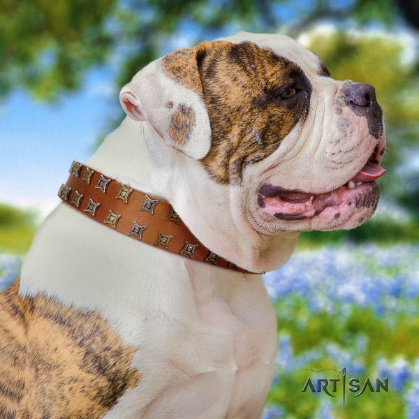 American Bulldog daily use full grain natural leather collar with decorations for your canine