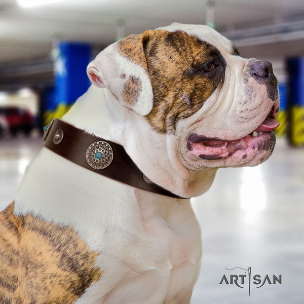 American Bulldog handy use genuine leather collar with adornments for your four-legged friend