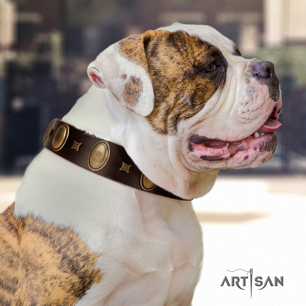 American Bulldog comfortable wearing natural leather collar with embellishments for your canine