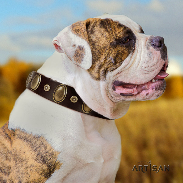 American Bulldog comfortable wearing genuine leather collar with embellishments for your four-legged friend