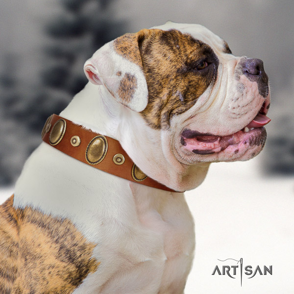 American Bulldog easy wearing full grain leather collar with studs for your canine