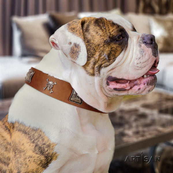 American Bulldog basic training full grain natural leather collar with adornments for your four-legged friend