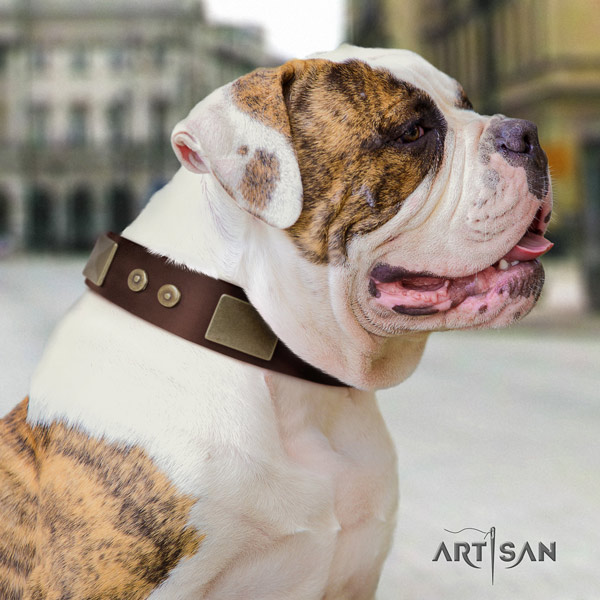 American Bulldog decorated full grain leather dog collar with significant decorations