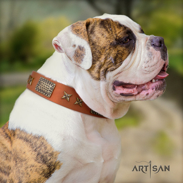 American Bulldog embellished genuine leather dog collar with exceptional embellishments