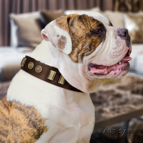 American Bulldog embellished full grain leather dog collar with exquisite embellishments