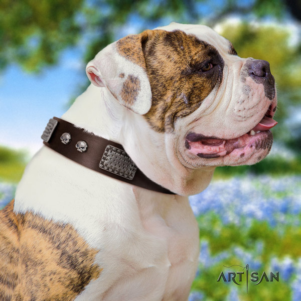 American Bulldog embellished genuine leather dog collar with remarkable studs