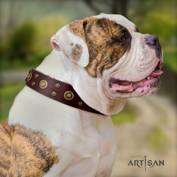 American Bulldog adorned genuine leather dog collar with significant decorations