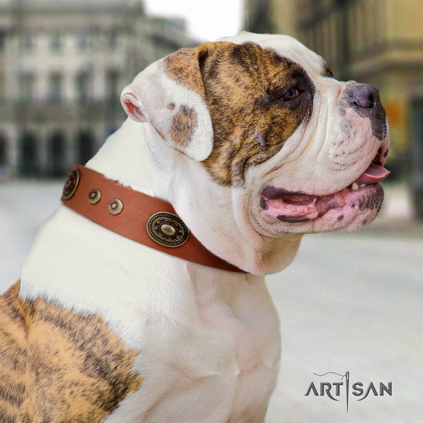 American Bulldog decorated full grain leather dog collar with incredible adornments