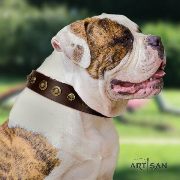 American Bulldog walking full grain leather collar with adornments for your pet