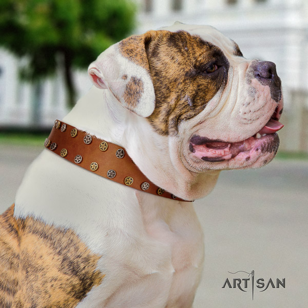 American Bulldog stylish walking full grain leather collar with embellishments for your dog