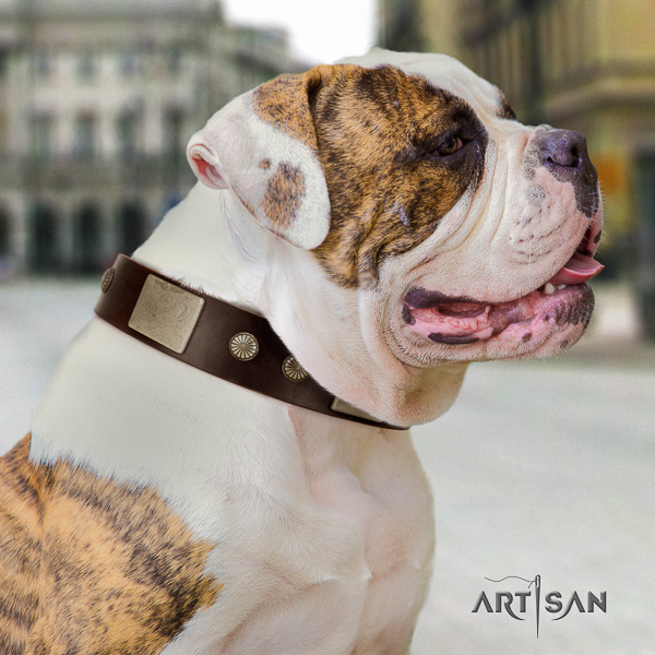 American Bulldog handy use full grain natural leather collar with decorations for your dog