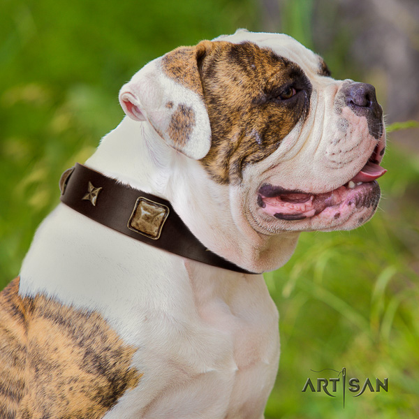 American Bulldog everyday use natural leather collar with adornments for your dog
