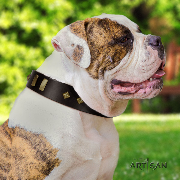 American Bulldog comfy wearing full grain natural leather collar with studs for your pet