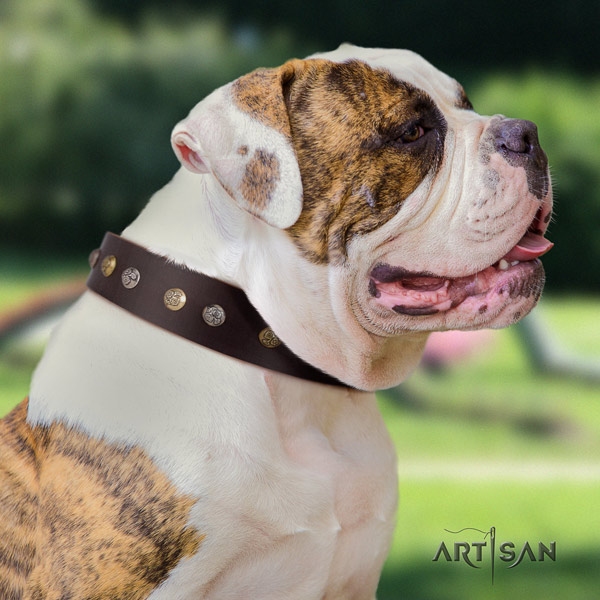 American Bulldog adorned genuine leather dog collar with stylish decorations