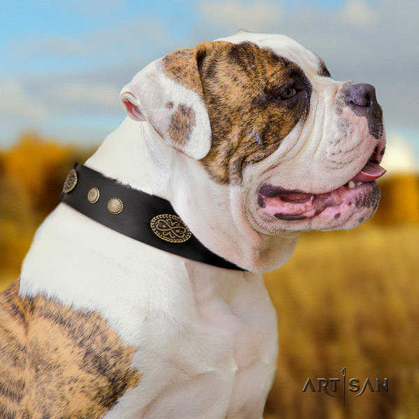 American Bulldog embellished full grain leather dog collar with designer adornments