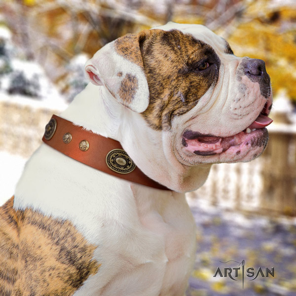 American Bulldog adorned full grain leather dog collar with incredible embellishments