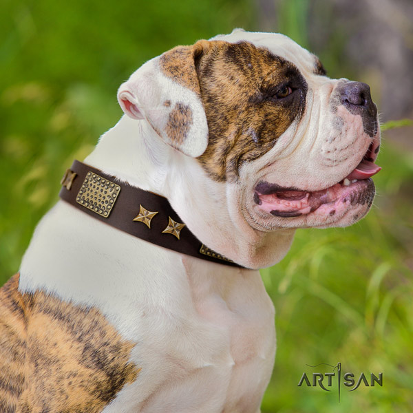American Bulldog embellished genuine leather dog collar with unique embellishments