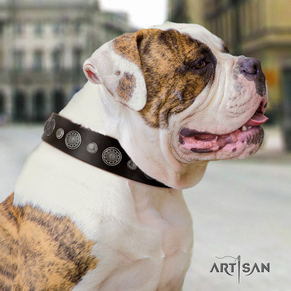 American Bulldog decorated genuine leather dog collar with impressive embellishments