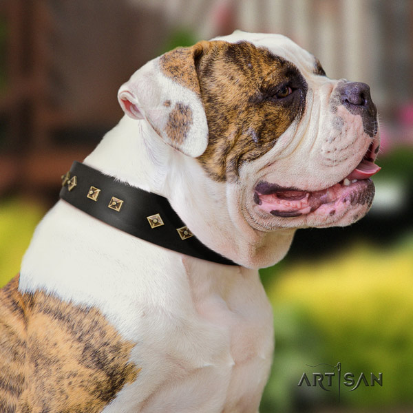 American Bulldog embellished full grain leather dog collar with stunning adornments