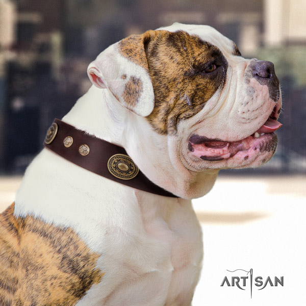 American Bulldog decorated genuine leather dog collar with stylish embellishments