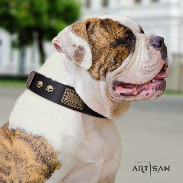 American Bulldog decorated leather dog collar with exquisite embellishments
