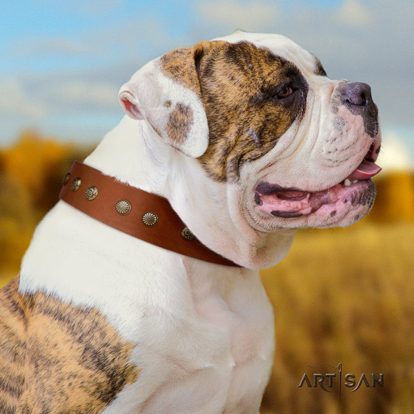 American Bulldog decorated full grain leather dog collar with stylish decorations