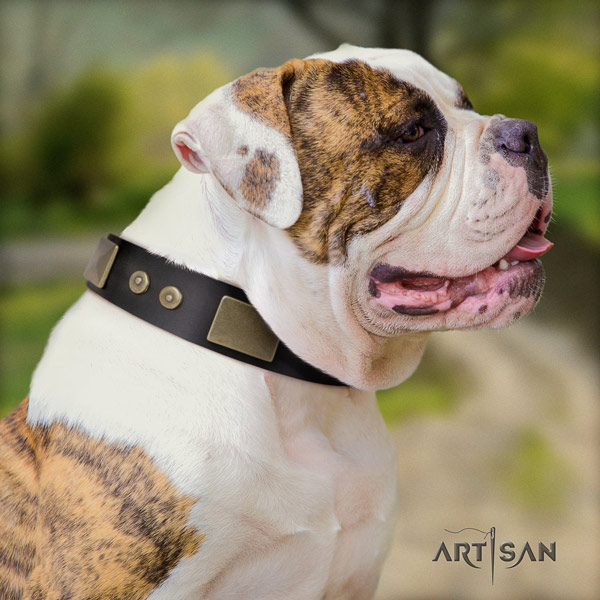 American Bulldog decorated genuine leather dog collar with amazing decorations