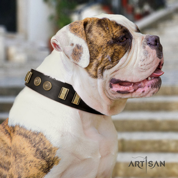American Bulldog embellished genuine leather dog collar with exquisite adornments