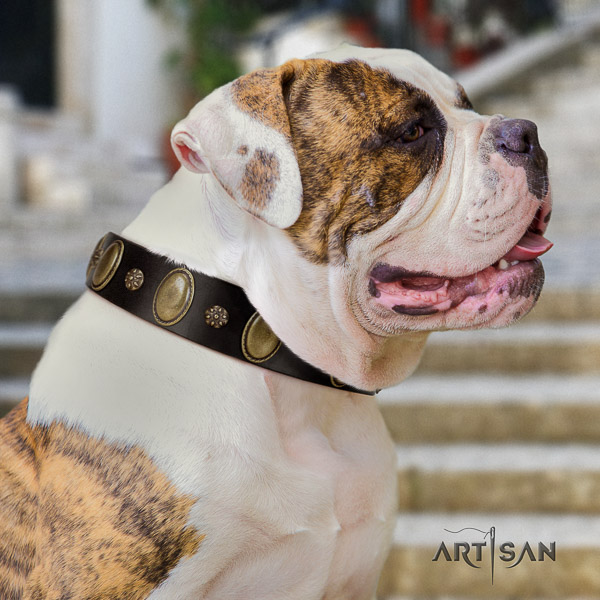 American Bulldog everyday walking full grain leather collar with studs for your canine