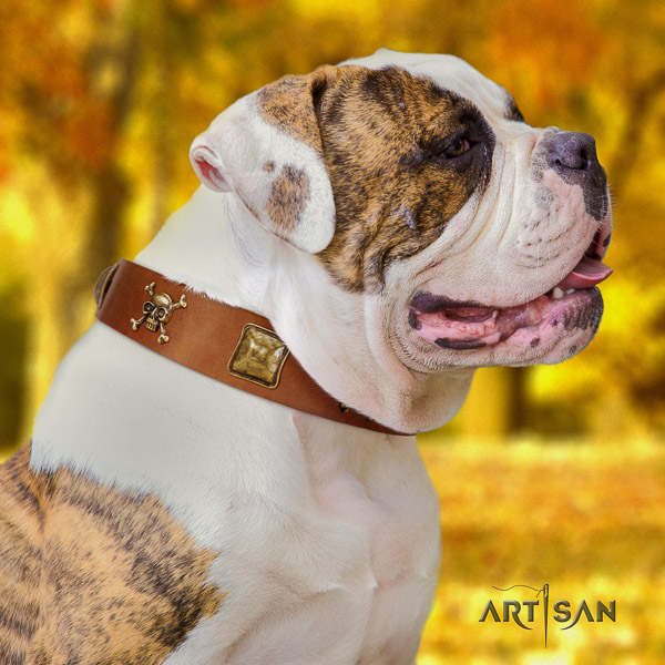 American Bulldog walking natural leather collar with decorations for your doggie