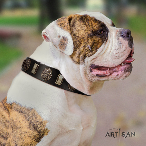 American Bulldog walking full grain genuine leather collar with adornments for your canine