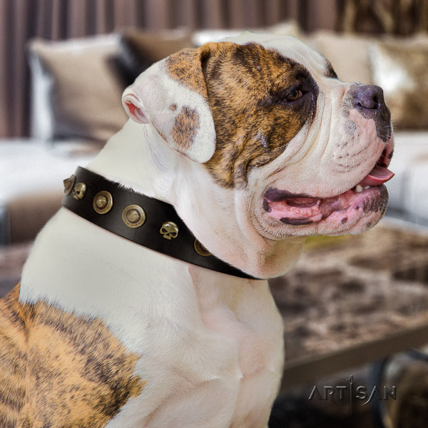 American Bulldog everyday use genuine leather collar with studs for your four-legged friend