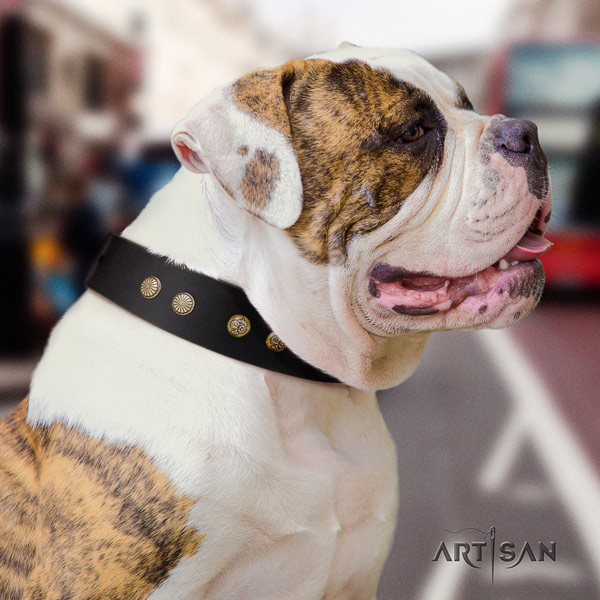 American Bulldog studded leather dog collar with fashionable adornments