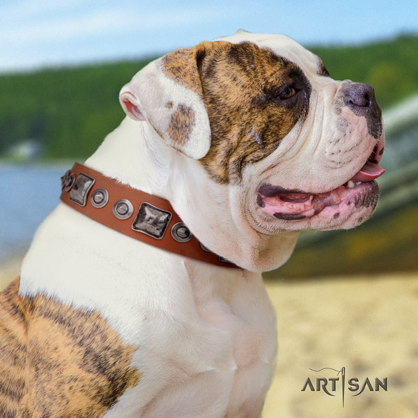 American Bulldog adorned leather dog collar with impressive adornments