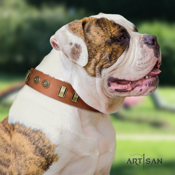 American Bulldog adorned genuine leather dog collar with top notch decorations