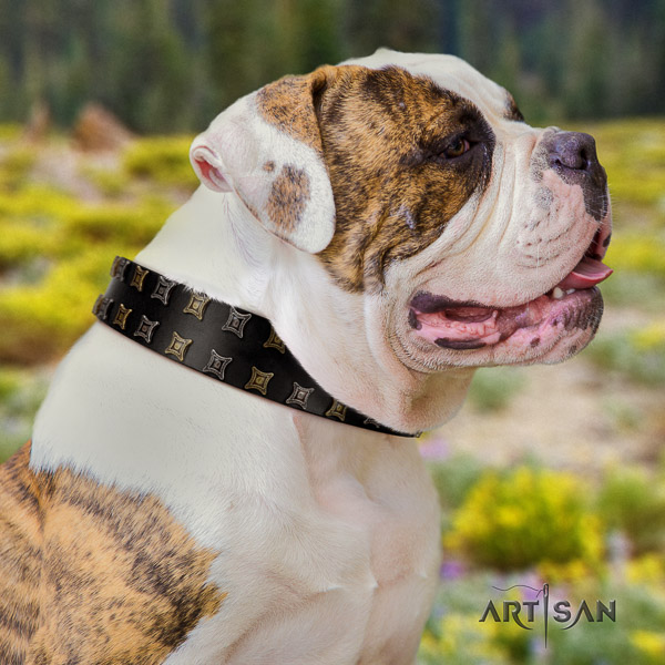 American Bulldog stylish walking leather collar with adornments for your four-legged friend