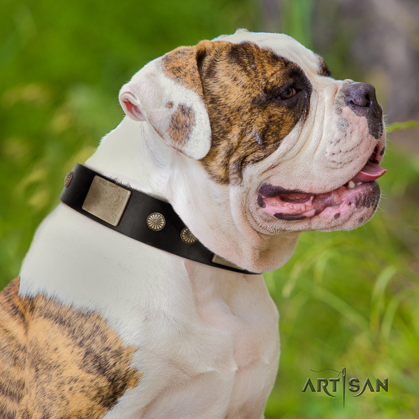 American Bulldog comfy wearing full grain genuine leather collar with embellishments for your dog