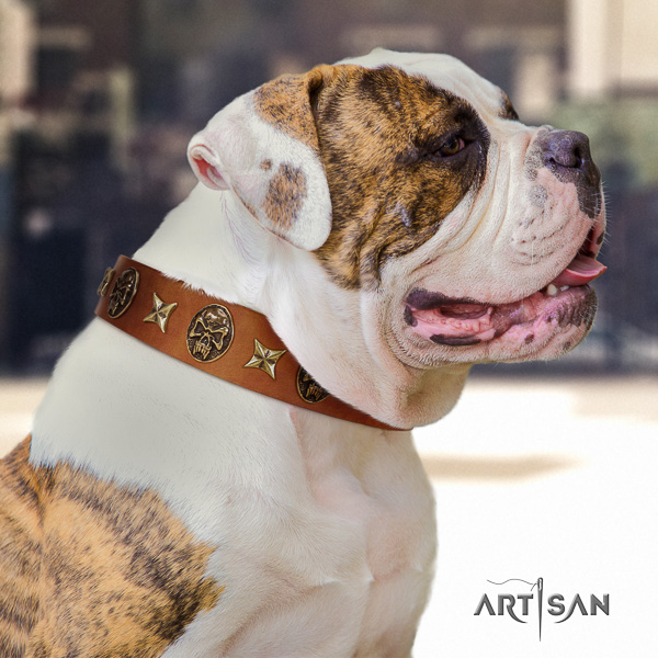 American Bulldog fancy walking full grain leather collar with studs for your pet