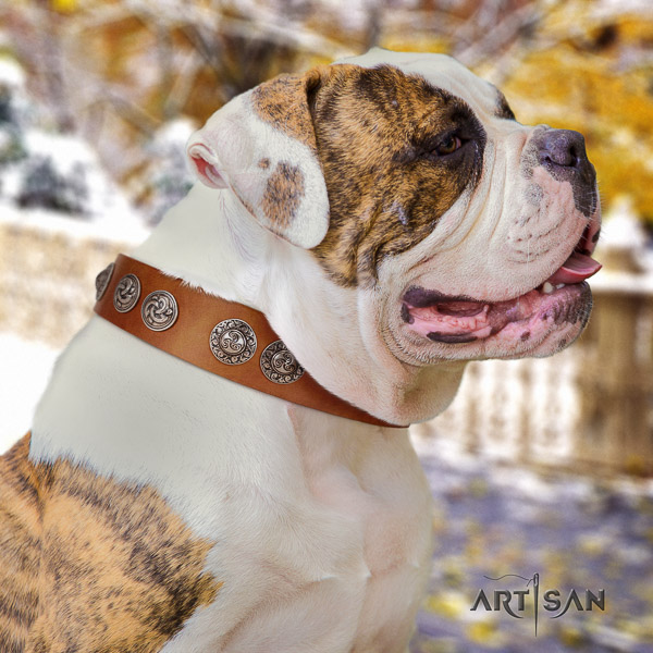 American Bulldog fancy walking full grain leather collar with adornments for your canine