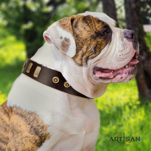 American Bulldog comfortable wearing full grain genuine leather collar with studs for your canine