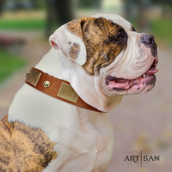 American Bulldog daily walking full grain natural leather collar with studs for your dog