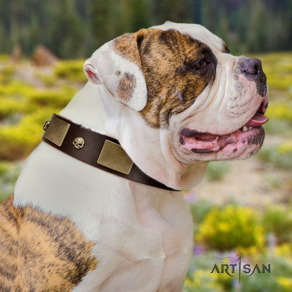 American Bulldog handy use genuine leather collar with decorations for your four-legged friend