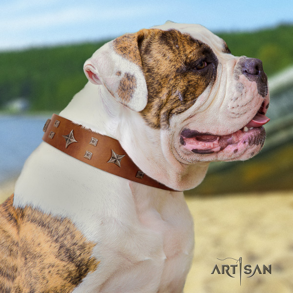 American Bulldog walking full grain leather collar with embellishments for your four-legged friend