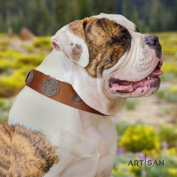 American Bulldog comfy wearing full grain natural leather collar with adornments for your canine