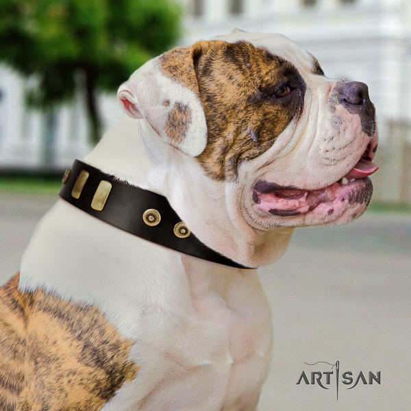 American Bulldog comfortable wearing genuine leather collar with adornments for your four-legged friend