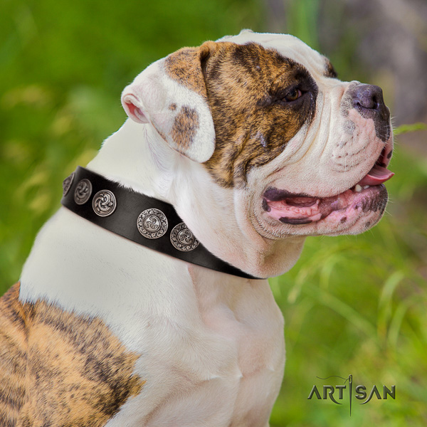 American Bulldog handy use full grain natural leather collar with decorations for your canine