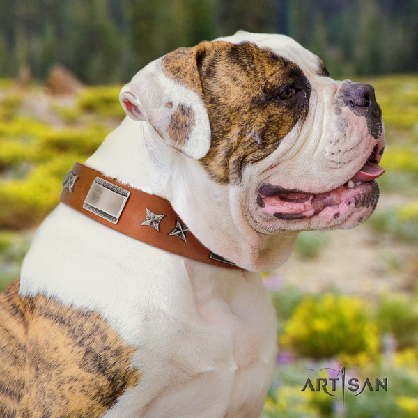 American Bulldog designer leather dog collar with embellishments