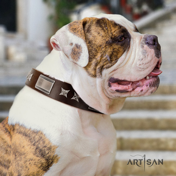 American Bulldog stylish full grain leather dog collar with embellishments